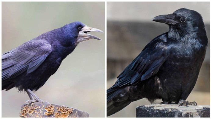 Грач и голубь