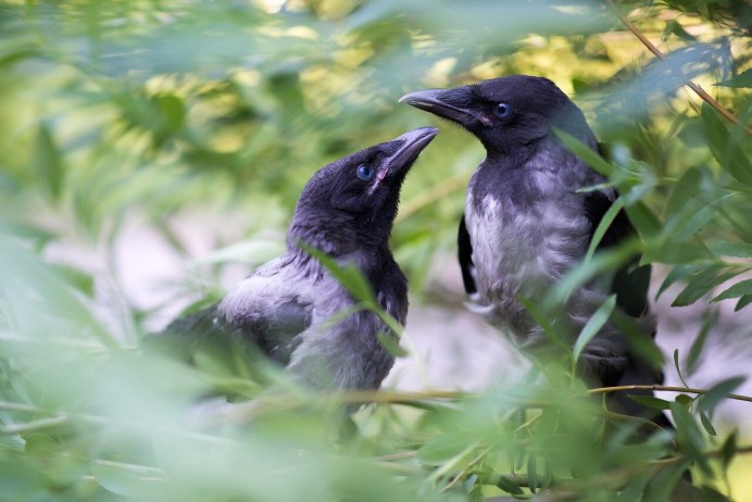 Грачи в Удмуртии