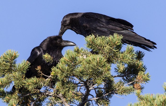 Ворона фото