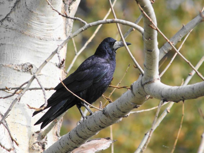 Грач и ворон