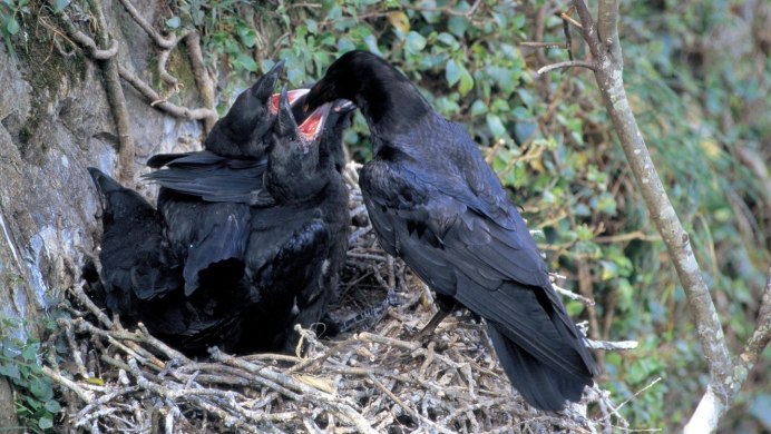 Черные городские птицы