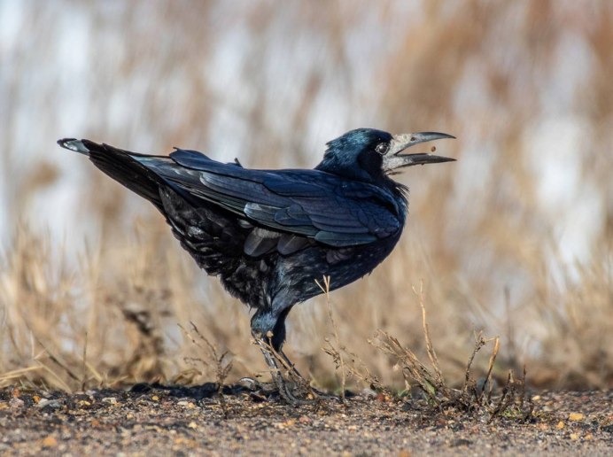 Восемьский Грак