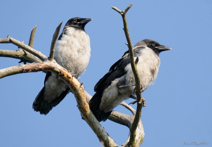 Таежный ворон