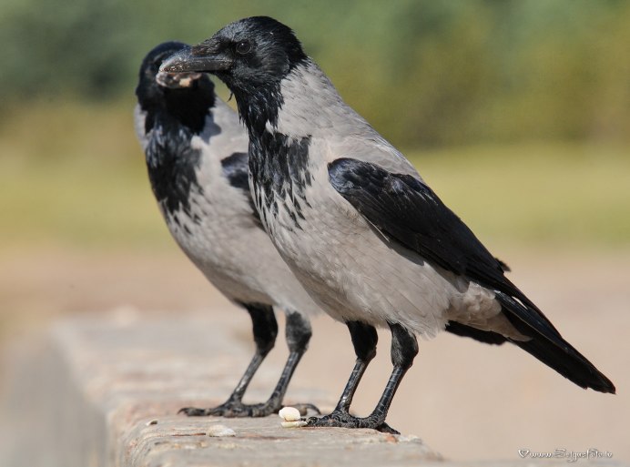 Ворон обыкновенныи