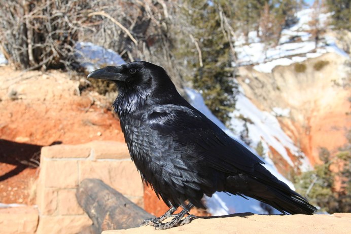 Чёрный ворон птица самка и самец