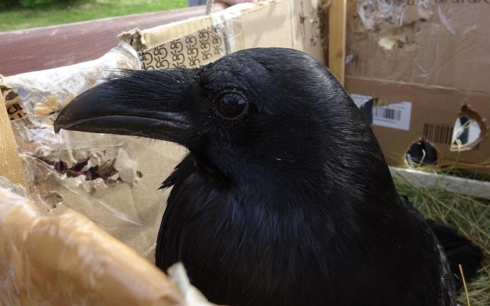 Грач самец и самка