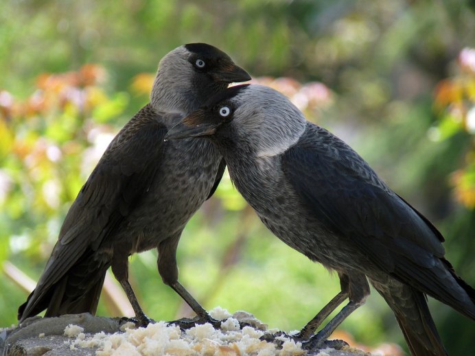 Самец вороны