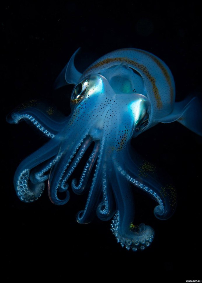 Кальмар валянием