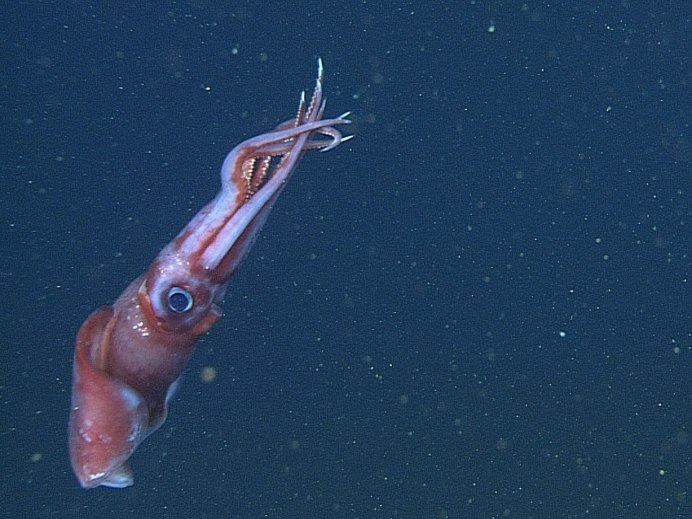 Бейби осьминог