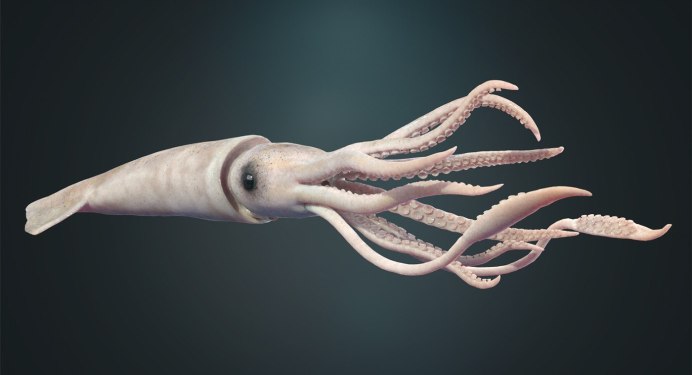 Кальмар картинки