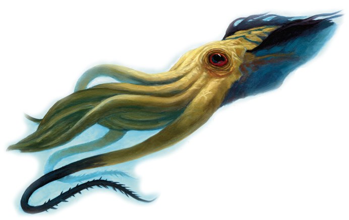 Головоногие моллюски кальмар