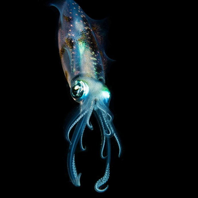 Головоногие моллюски голубая кровь