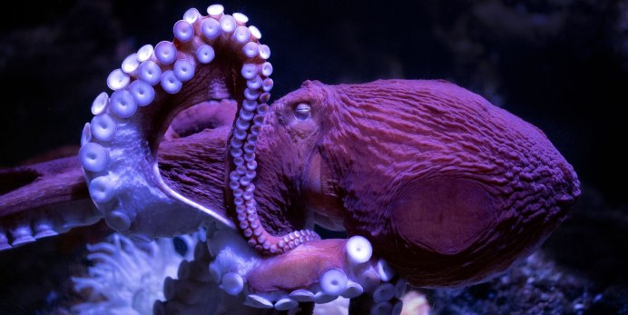 На глубине 1 километра живет кальмар размер с автобуса