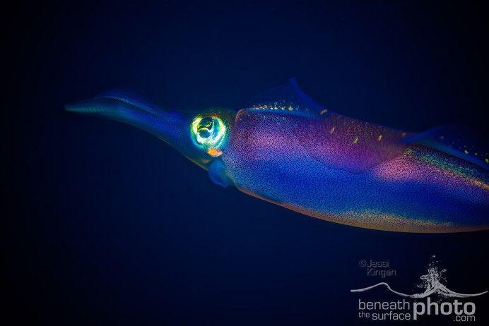 Безглазый глубоководный осьминог