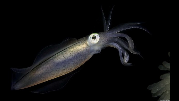 Кальмар меняет цвет