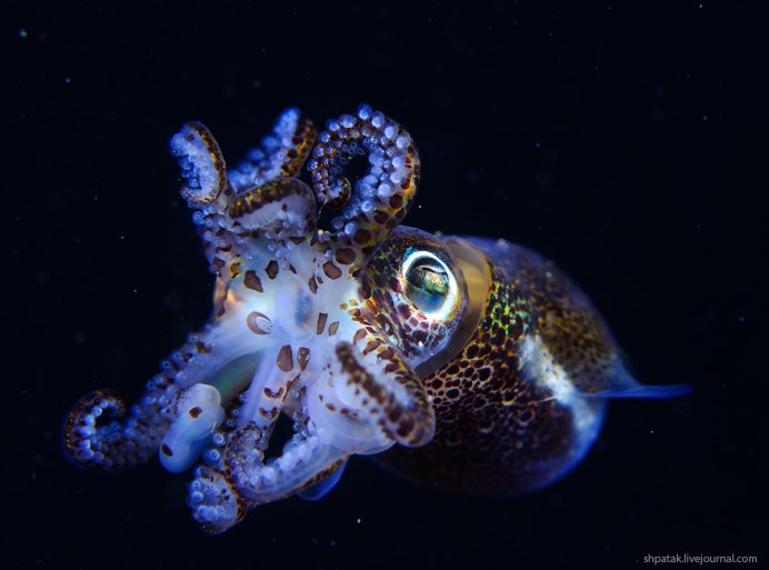 Морской ангел крылоногий моллюск