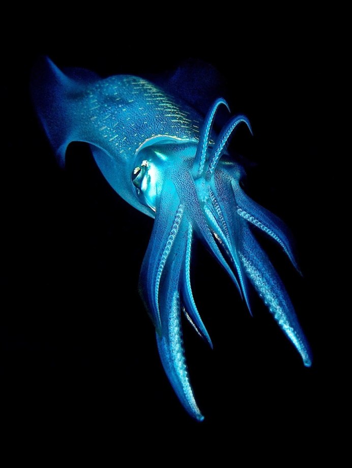 Биолюминесценция головоногих