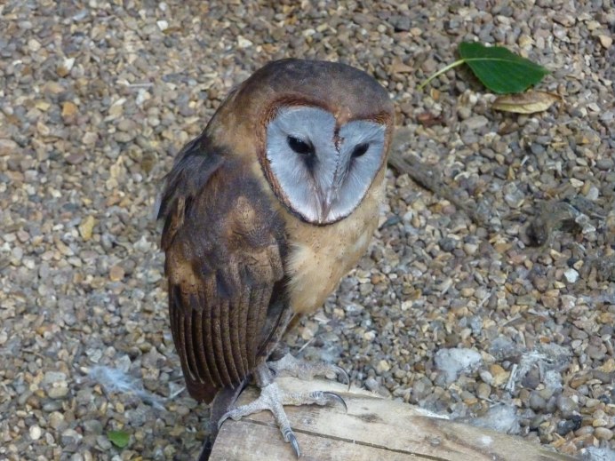 Tyto tenebricosa (сипуха черная)