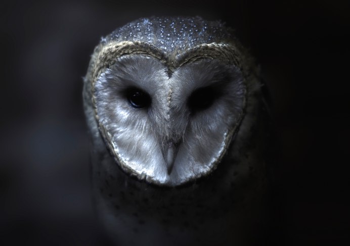 Barn Owl creator