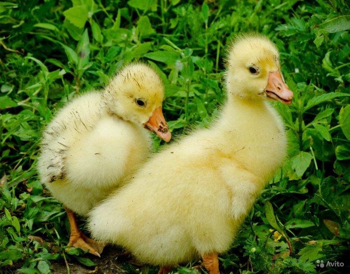 Гусята Линда