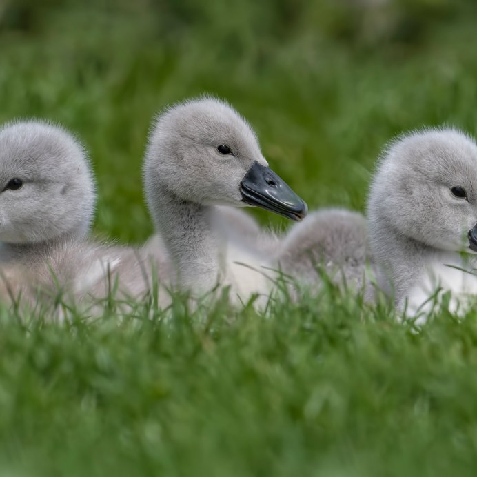 Утята Линда