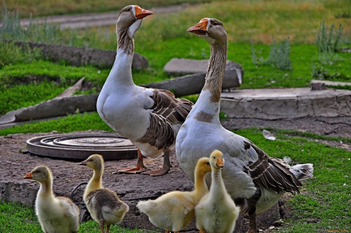 Утята муларды