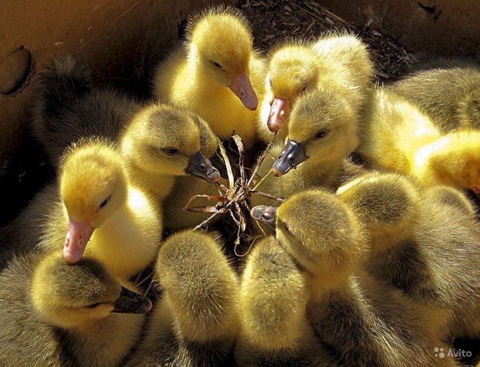 Маленькие гуси фото