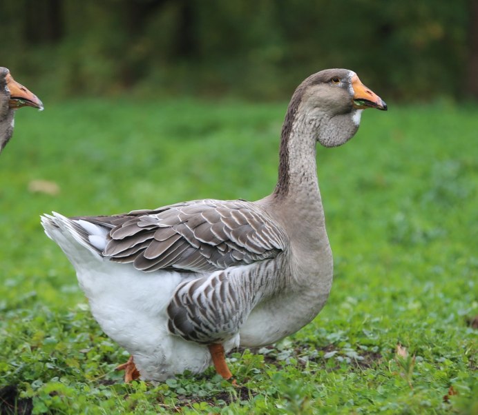 Маленькие гусята Линда