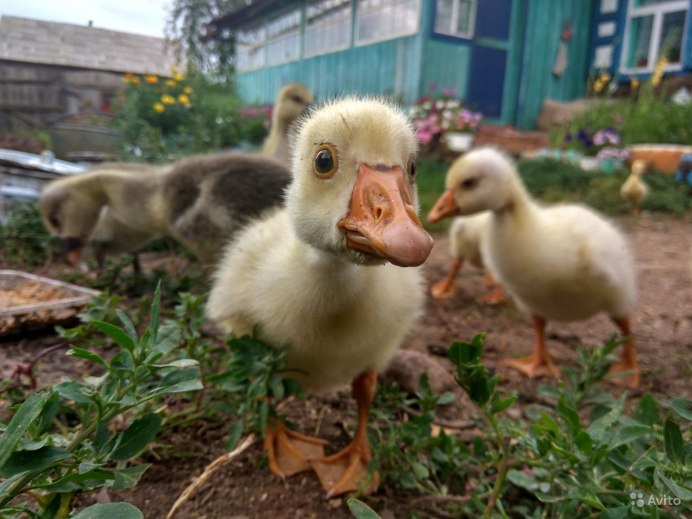 Гусята домашние