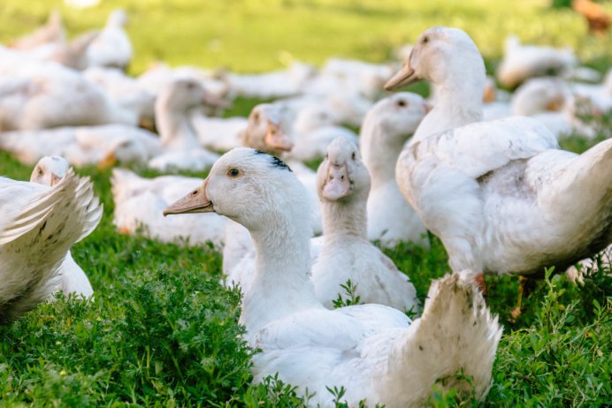 Гусенок птенец гуся