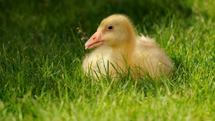 Датский Легард гуси