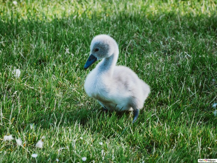 Гусыня Гусь гусенок Гусь