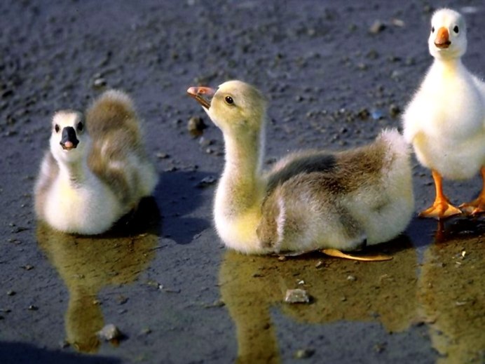 Гусь гусенок гусята