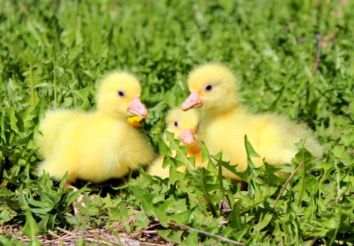 Маленькие утки