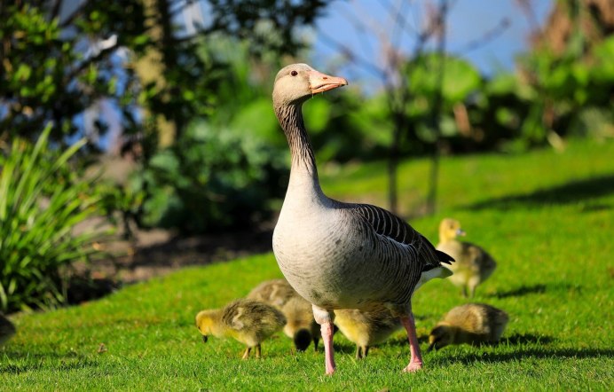 Гусята Линда подрощенные