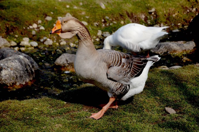 Гусь гусыня и гусята