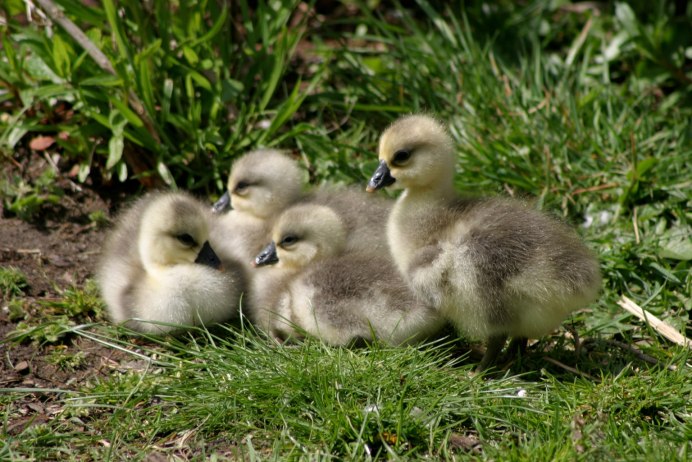 Птенец гуся