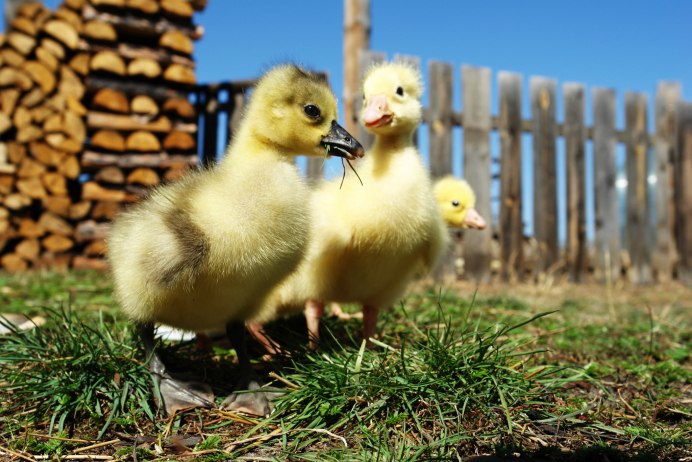 Утка кряква птенцы