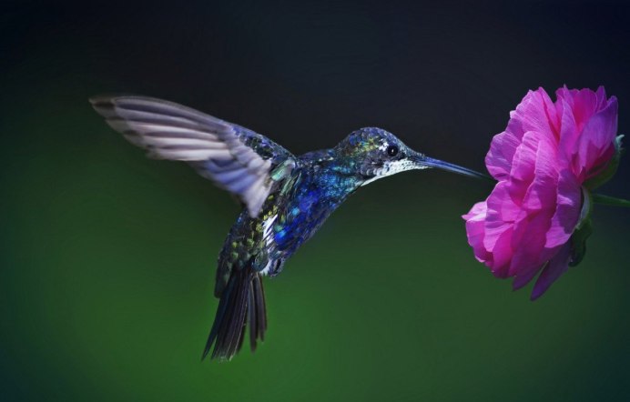 Обои 36628-4 Colibri