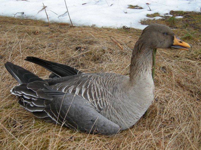 Пискулька (Anser erythropus)