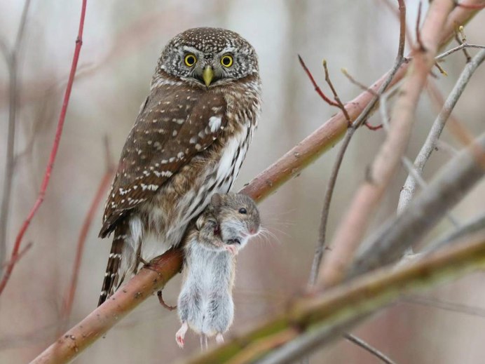 Воробьиный Сыч - Glaucidium passerinum