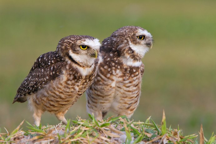 Glaucidium passerinum