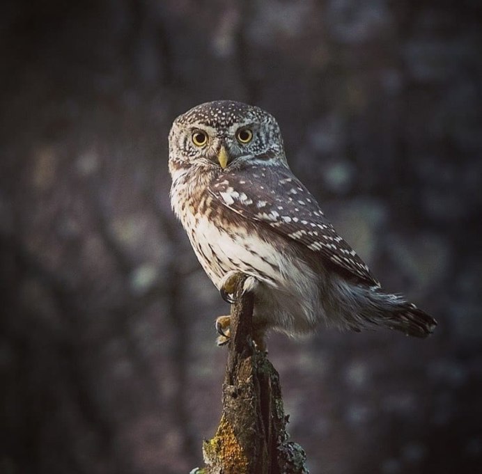 Athene Noctua Домовой Сыч