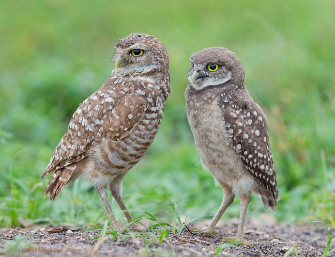 Сыч мохноногий (Aegolius funerсова ушастая (ASIO Otus)eus)