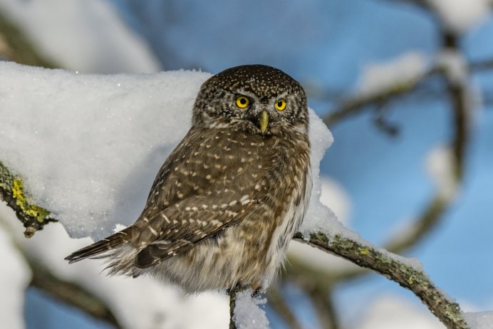 Burrowing Owl Wings