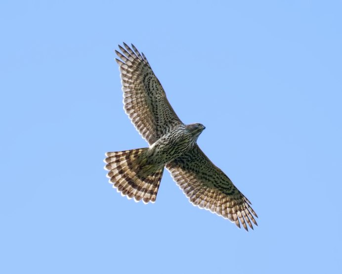 Орёл парит снизу