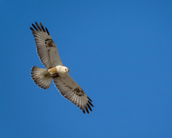 Рыжебокий двузубый Коршун