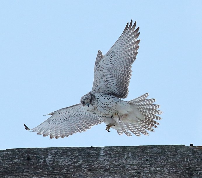 Ястреб летит
