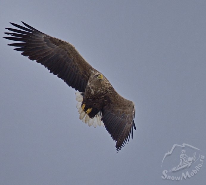 Ястреб тетеревятник Сапсан