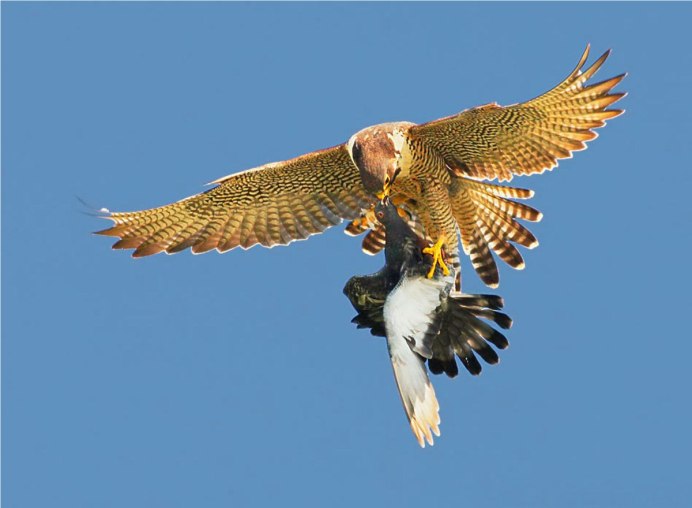 Сокол Сапсан пикирует